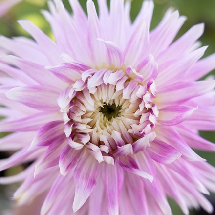 Dahlia Kiev | Decorative (Dinnerplate) Dahlia