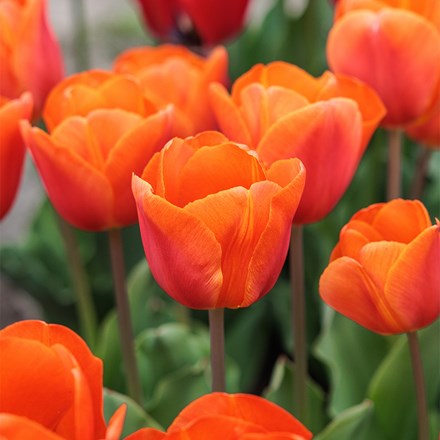Tulipa Orange Sherpa | Triumph Tulip