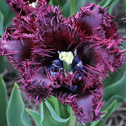 Tulipa Labrador | Fringed Tulip