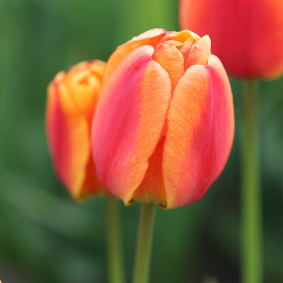 Tulipa Apeldoorn's Elite | Darwin Hybrid Tulip