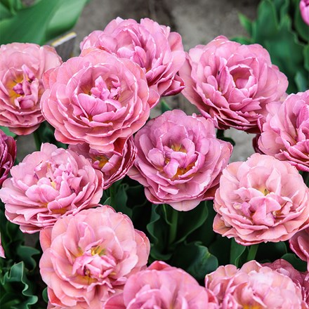 Tulipa Beachberry | Double Early Tulip