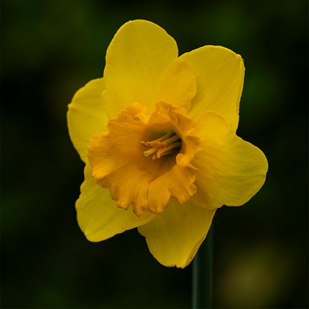 Narcissus Golden Aura | Large Cupped Daffodil