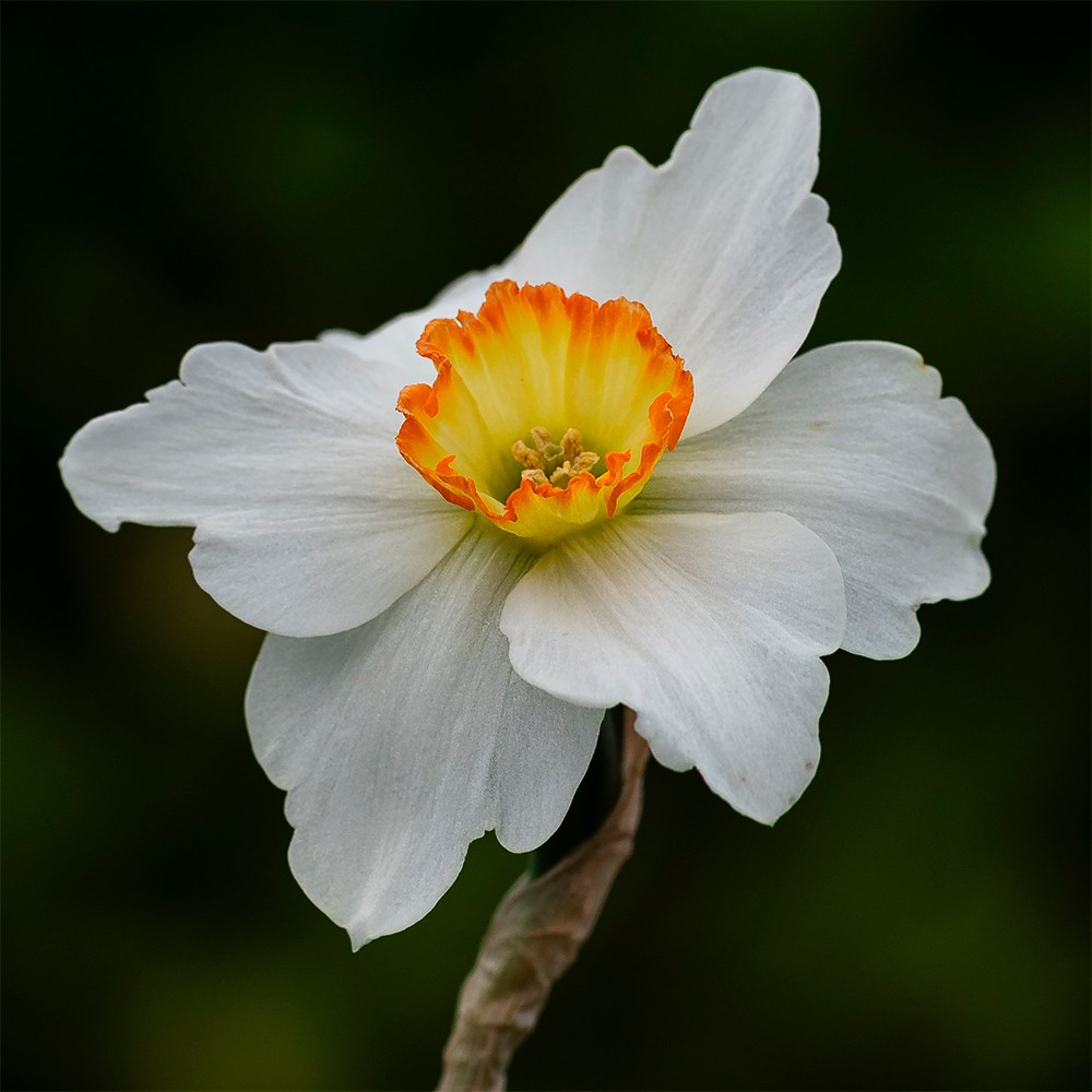 Narcissus Kimmeridge | Small Cupped Daffodil