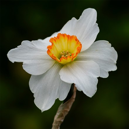 Narcissus Kimmeridge | Small Cupped Daffodil
