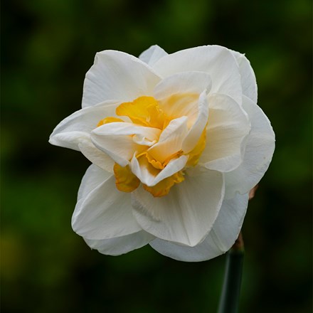 Narcissus White Lion | Double Daffodil