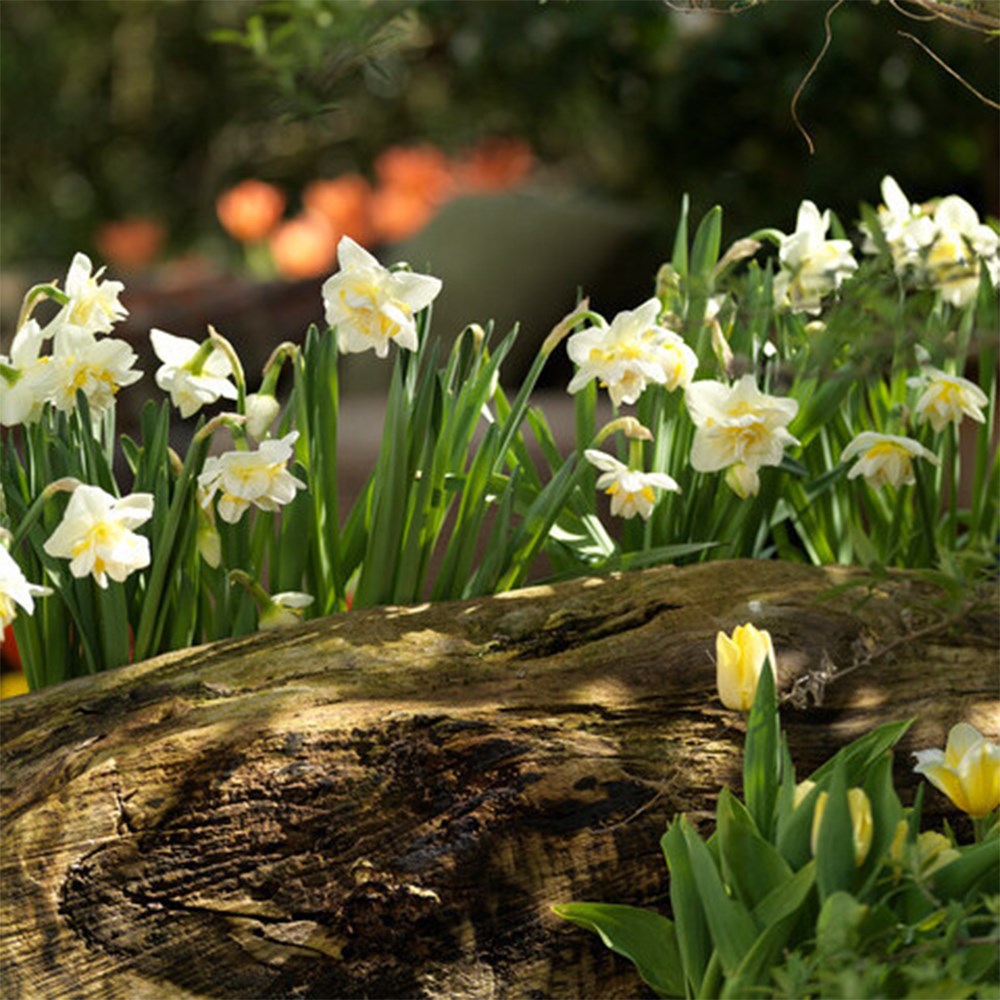 Narcissus White Lion | Double Daffodil