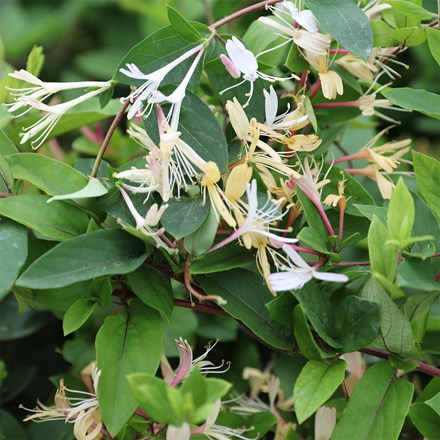 Lonicera Japonica Var. Repens | Japanese Honeysuckle