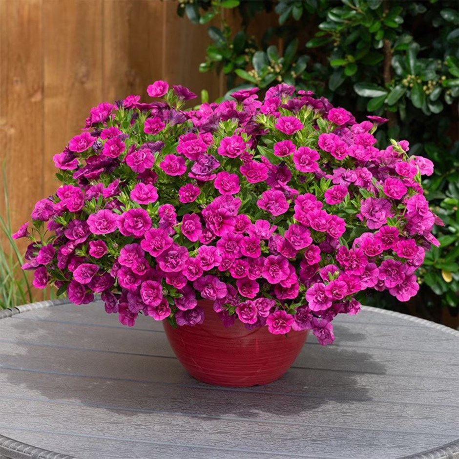 <i>Calibrachoa</i> 'Cabaret Double Magenta'