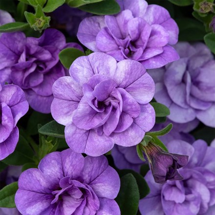 Calibrachoa Cabaret Double Sky Blue