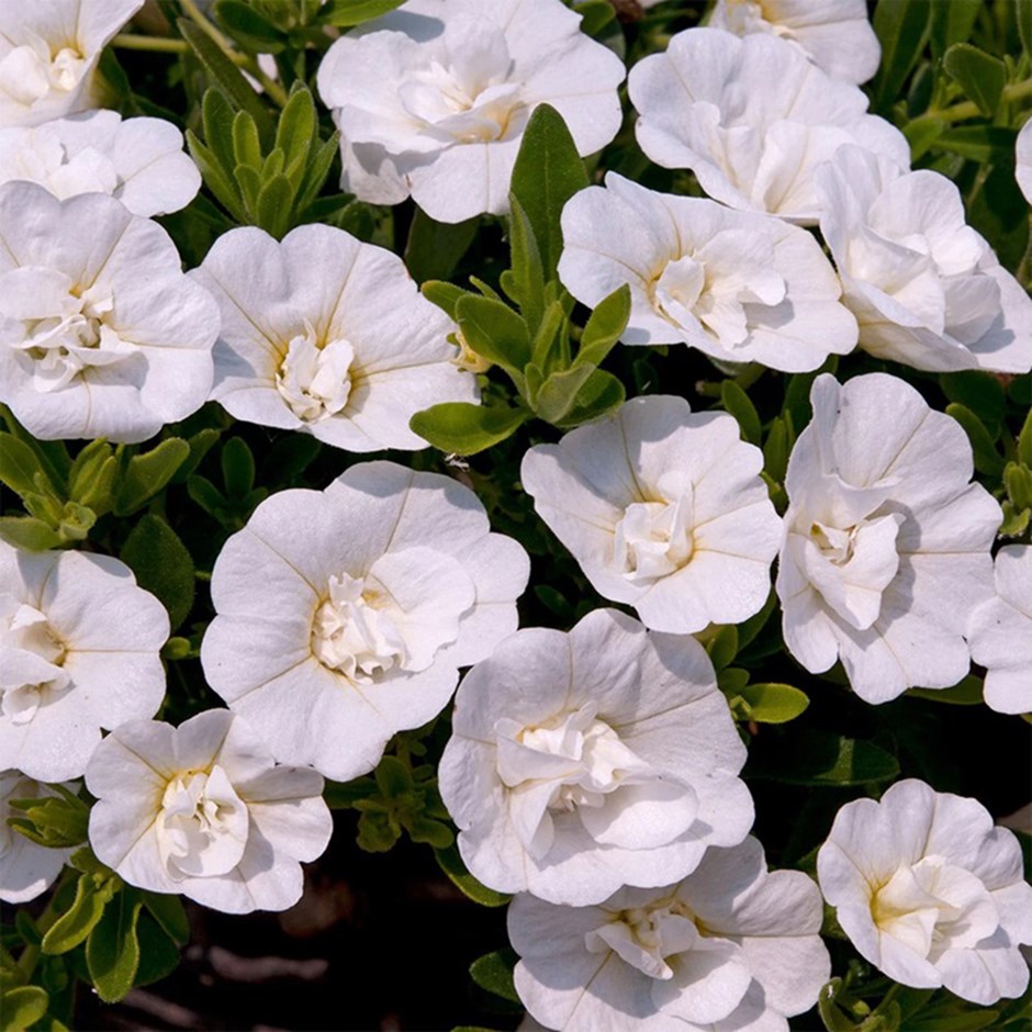 <i>Calibrachoa</i> 'Cabaret Double White'
