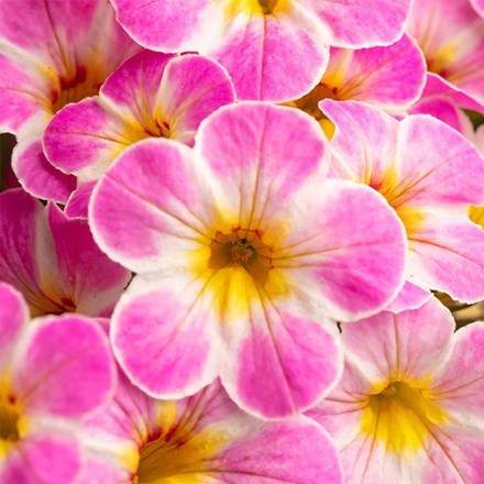 Calibrachoa Chameleon Lemon Frose