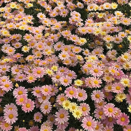 marguerite Aramis Lemon & Pink