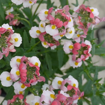 Nemesia Lady Penelope