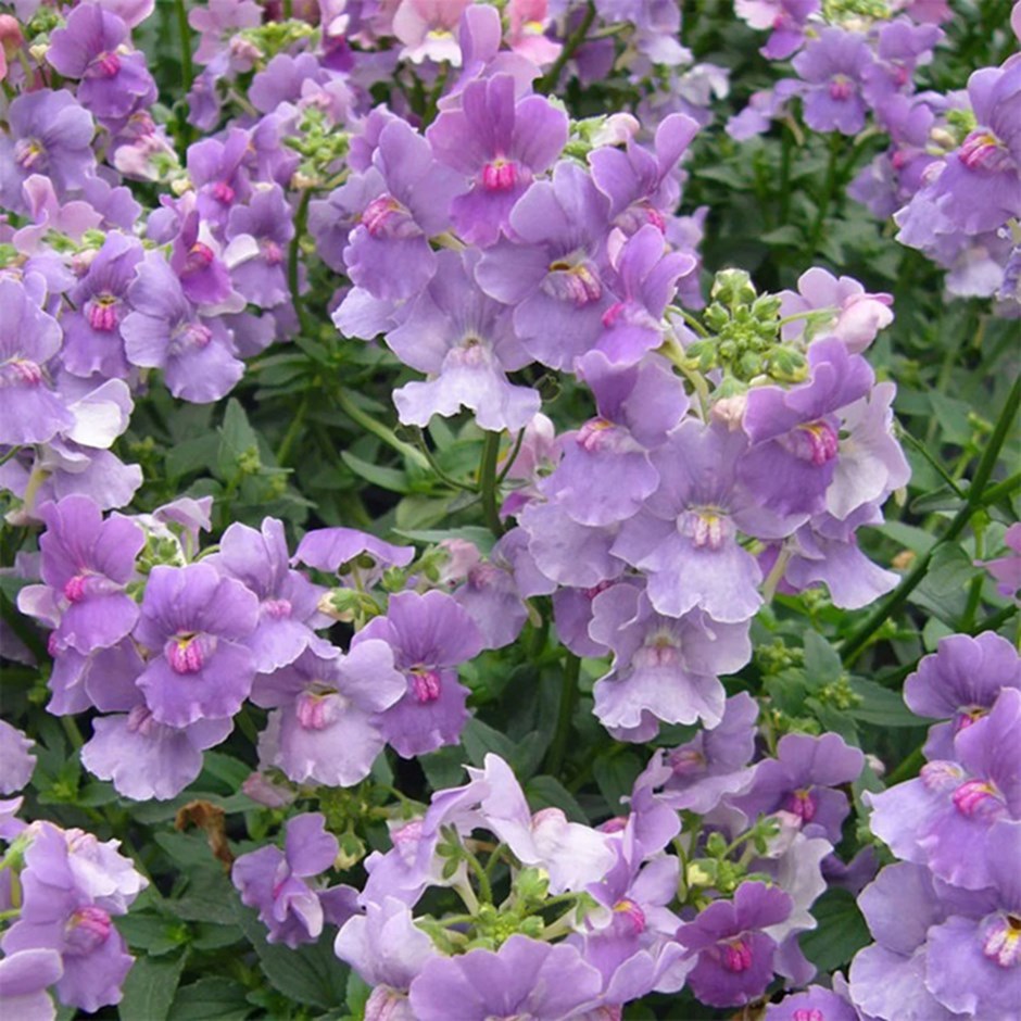 <i>Nemesia</i> 'Mirabelle'