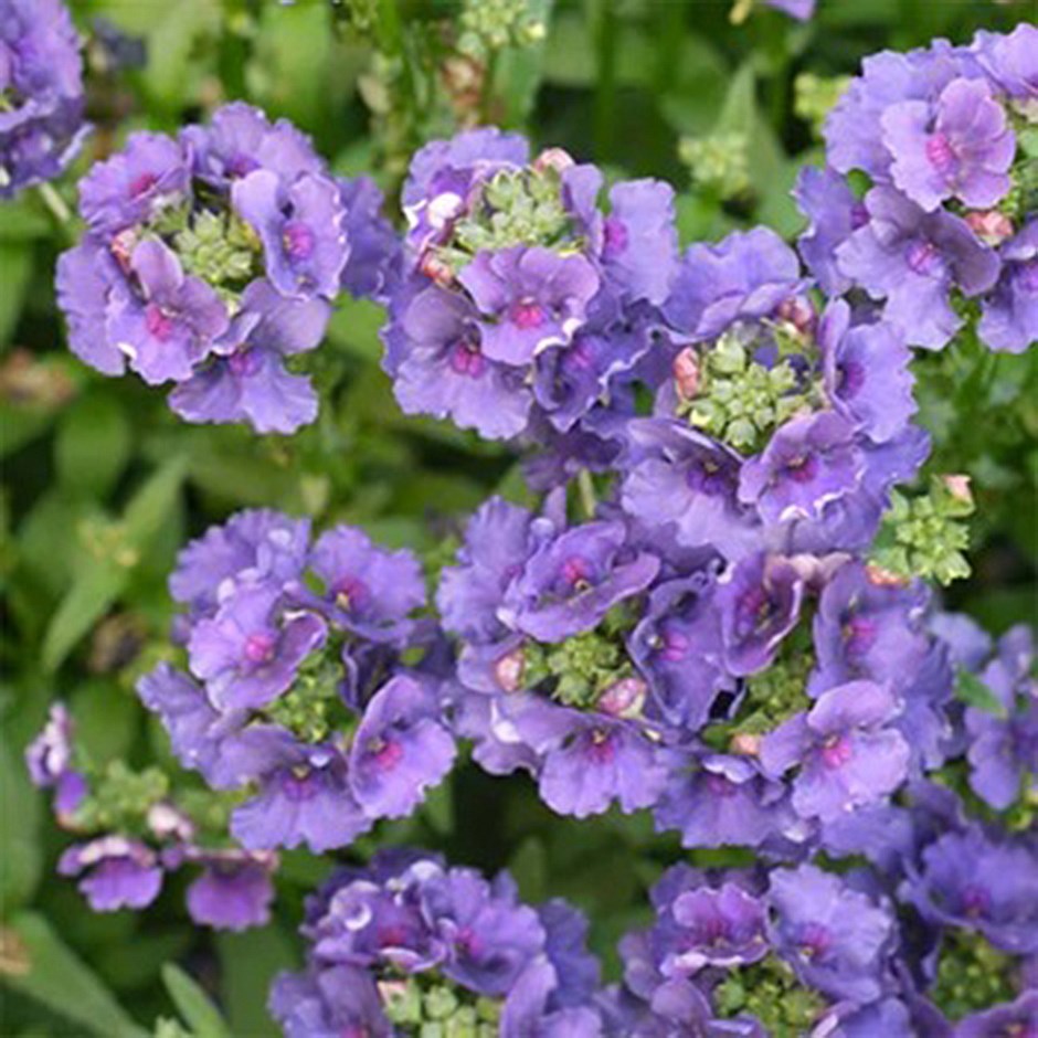 <I>Nemesia</i> <b class=small-caps>Myrtille</b> ('Fleurmyr') (PBR)