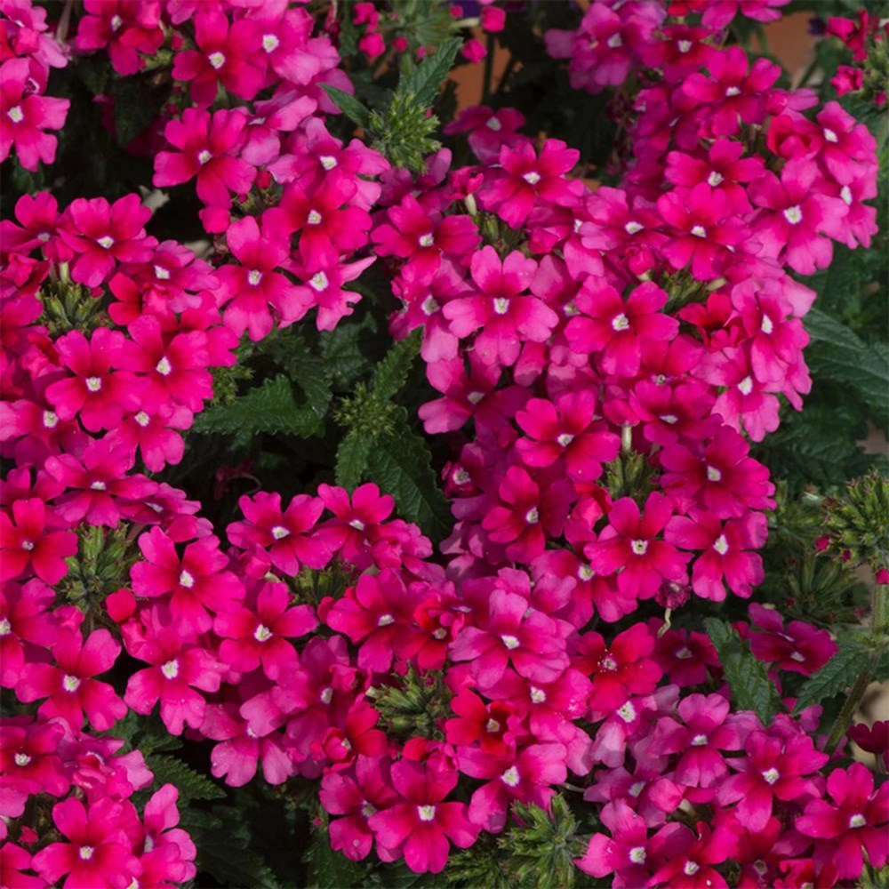 <i>Verbena</i> 'Showboat Magenta' (Showboat Series)