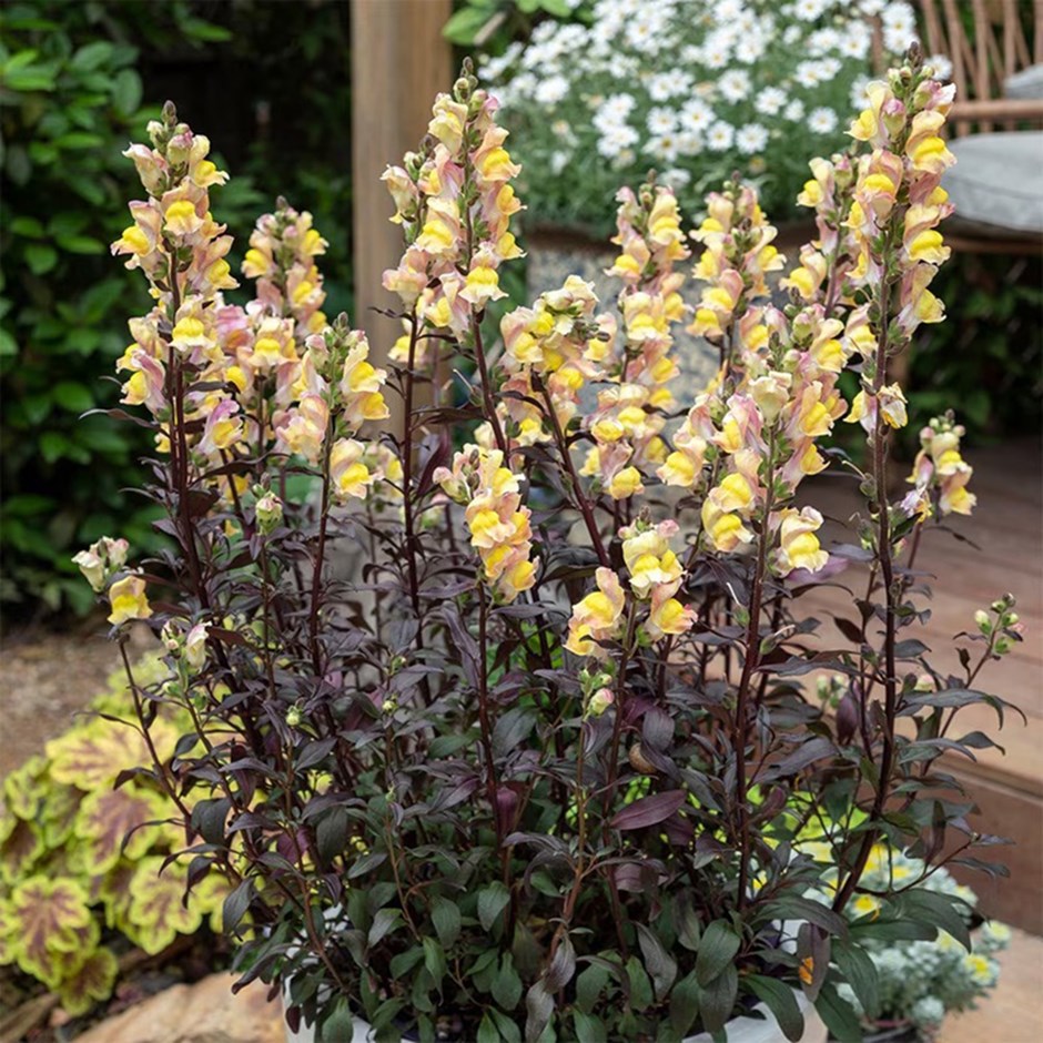 <i>Antirrhinum</i> 'Snap in Black Apricote'
