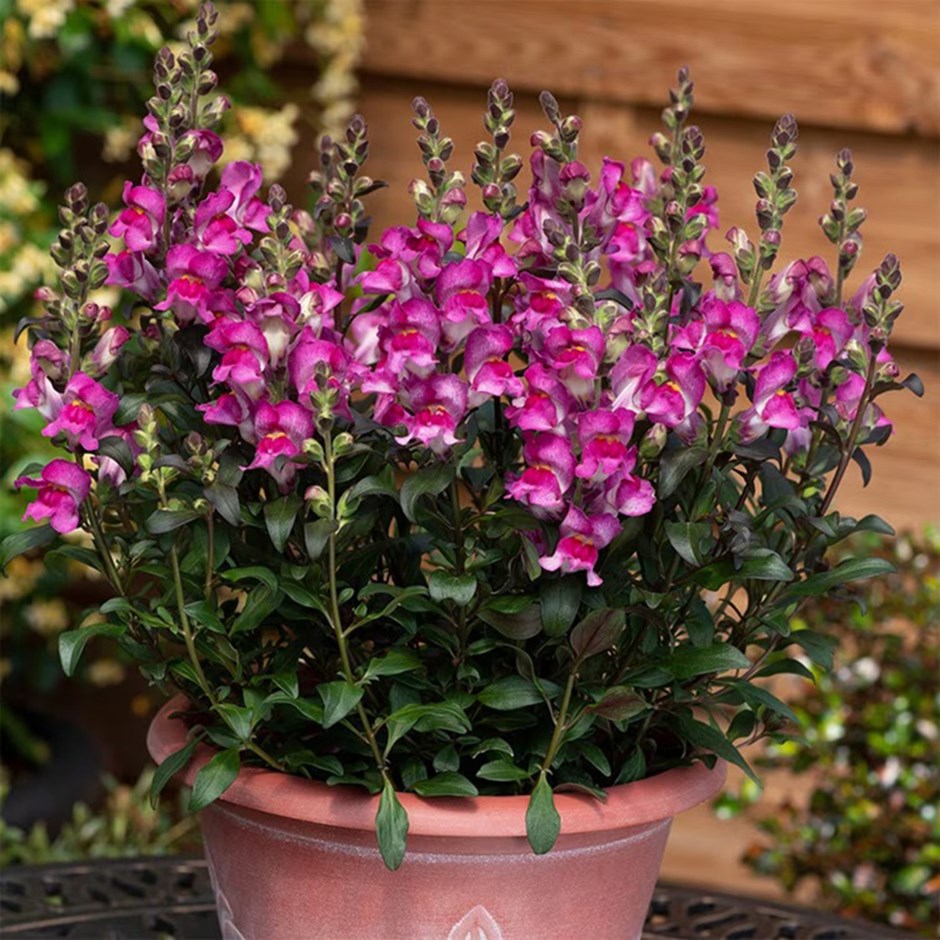 <i>Antirrhinum</i> 'Snap in Black Raspberry'
