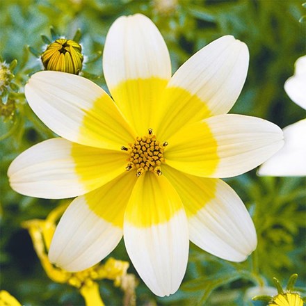 Bidens Sunbird White-Yellow