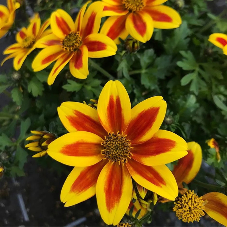 <i>Bidens</i> 'Sunbird Yellow Red Star Improved'