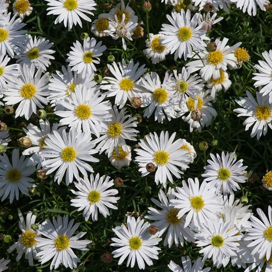 <i>Brachyscome multifida</i> 'Surdaisy White'