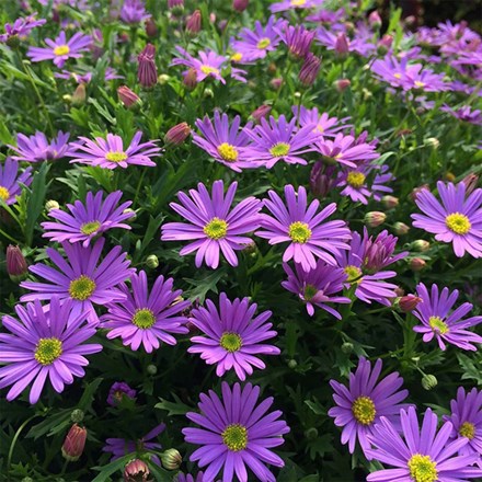 Brachyscome Brasco Violet