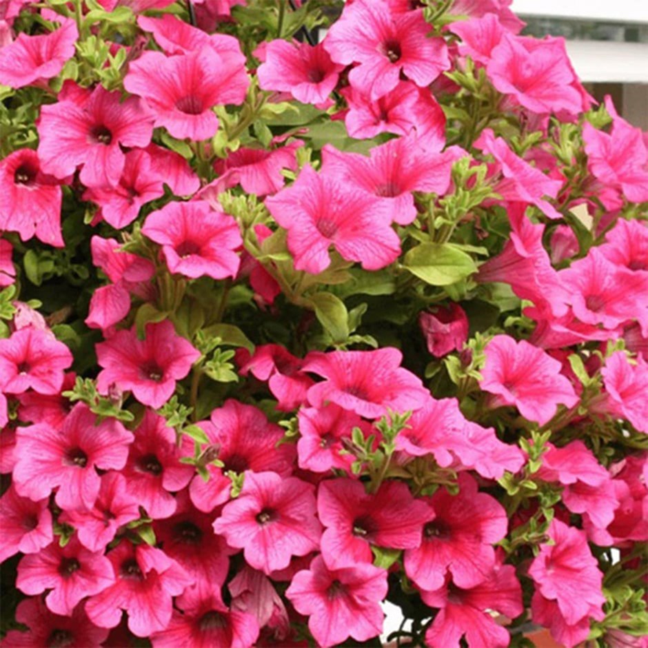 <i>Petunia</i> <b class=small-caps>Surfinia Hot Pink</b> (Surfinia Series)