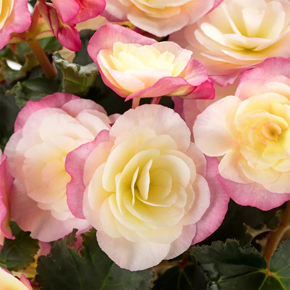 <i>Begonia</i> 'Sunbrero Bicolour'