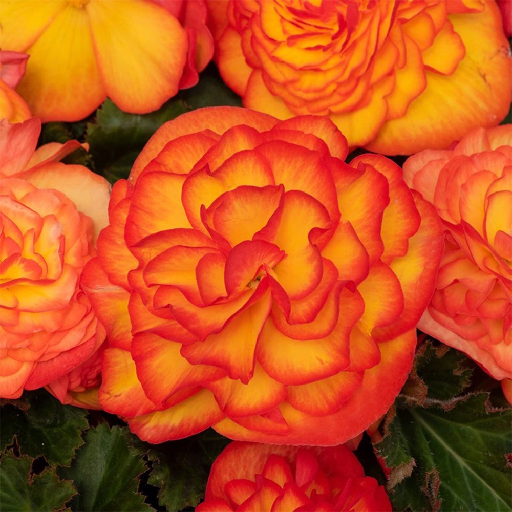 <i>Begonia</i> 'Nonstop Flame'