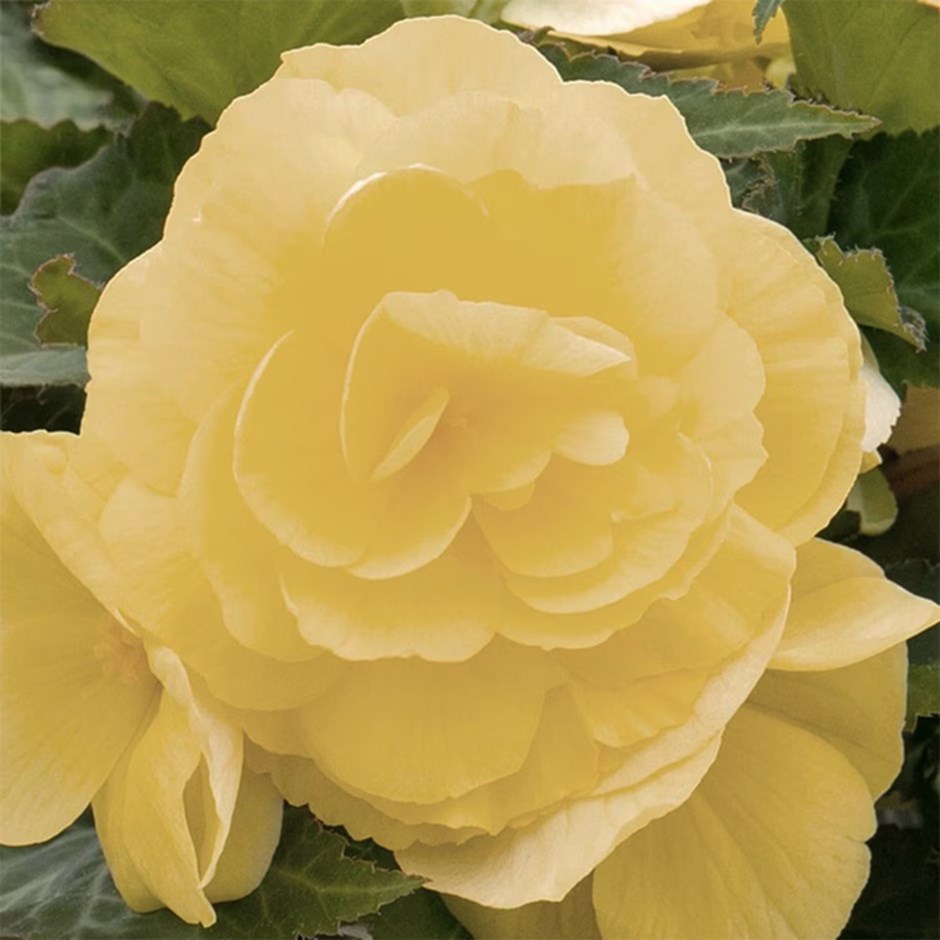 <i>Begonia</i> 'Nonstop Lemon'