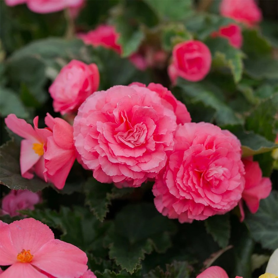 <i>Begonia</i> 'Nonstop Pink'