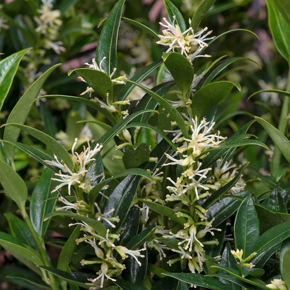 <i>Sarcococca ruscifolia</i> var. <i>chinensis</i> 'Dragon Gate'