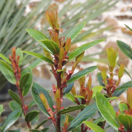 Laurus Nobilis Little Ragu | Bay Laurel