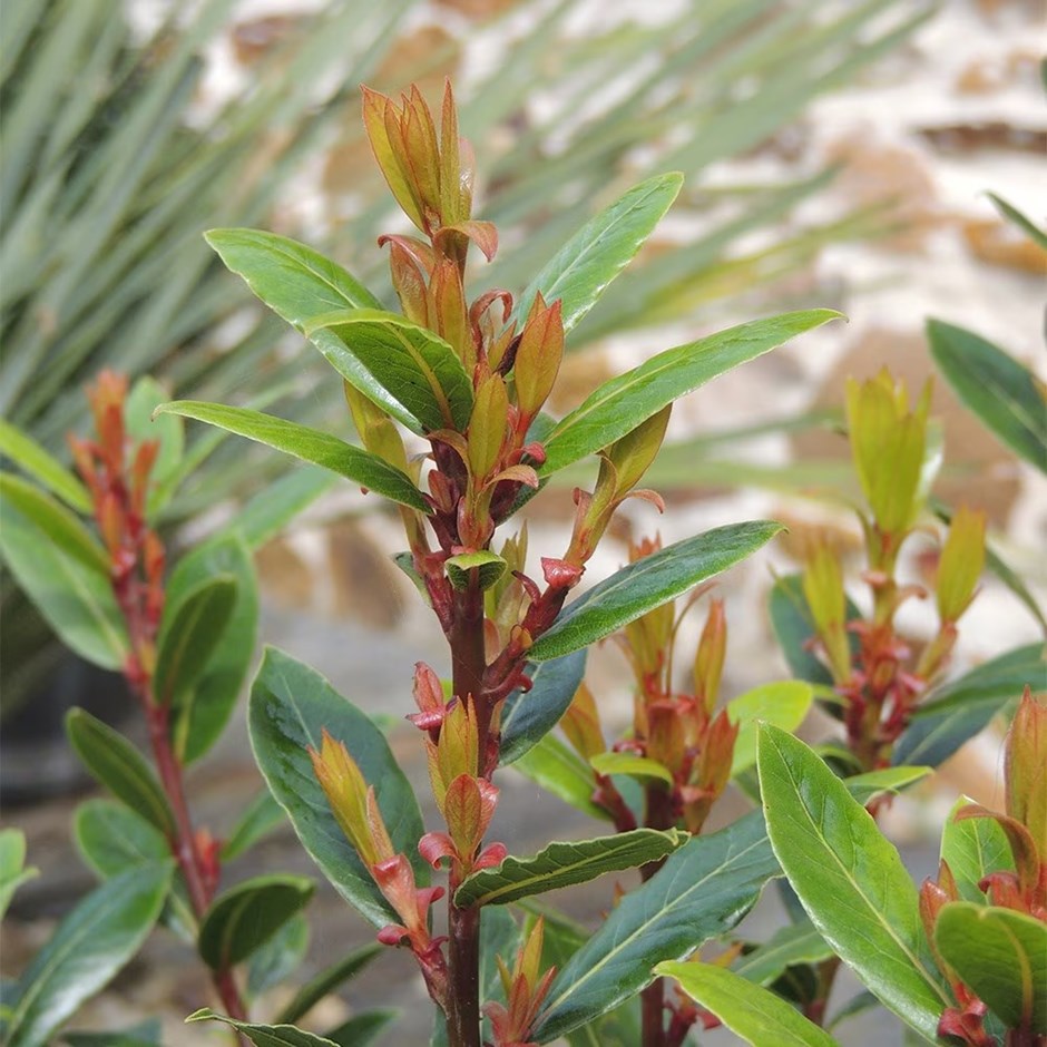 <i>Laurus nobilis</i> <b class=small-caps>Little Ragu</b> ('Monrik')