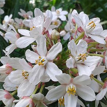Choisya Ternata Scented Gem | Mexican Orange Blossom