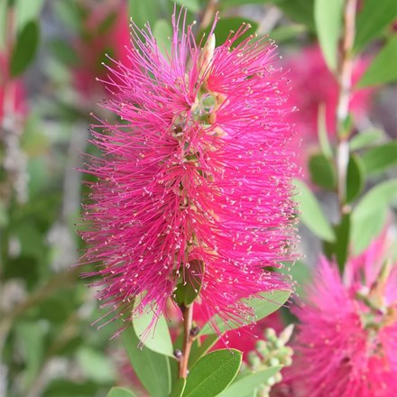 Callistemon Viminalis Hot Pink | Bottlebrush
