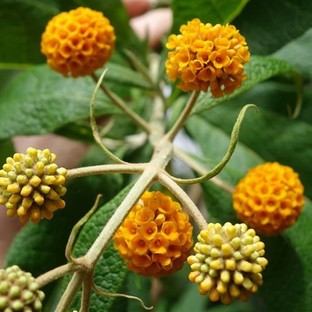 Buddleja Globosa | Orange Ball Tree