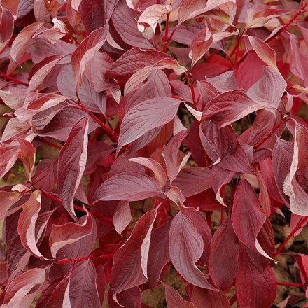 Cornus Alba Baton Rouge | Red-Barked Dogwood