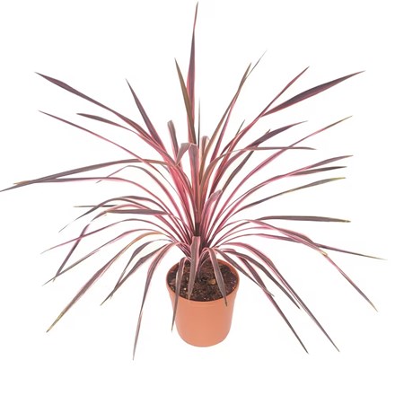 Cordyline Australis Southern Splendour | Cabbage Palm