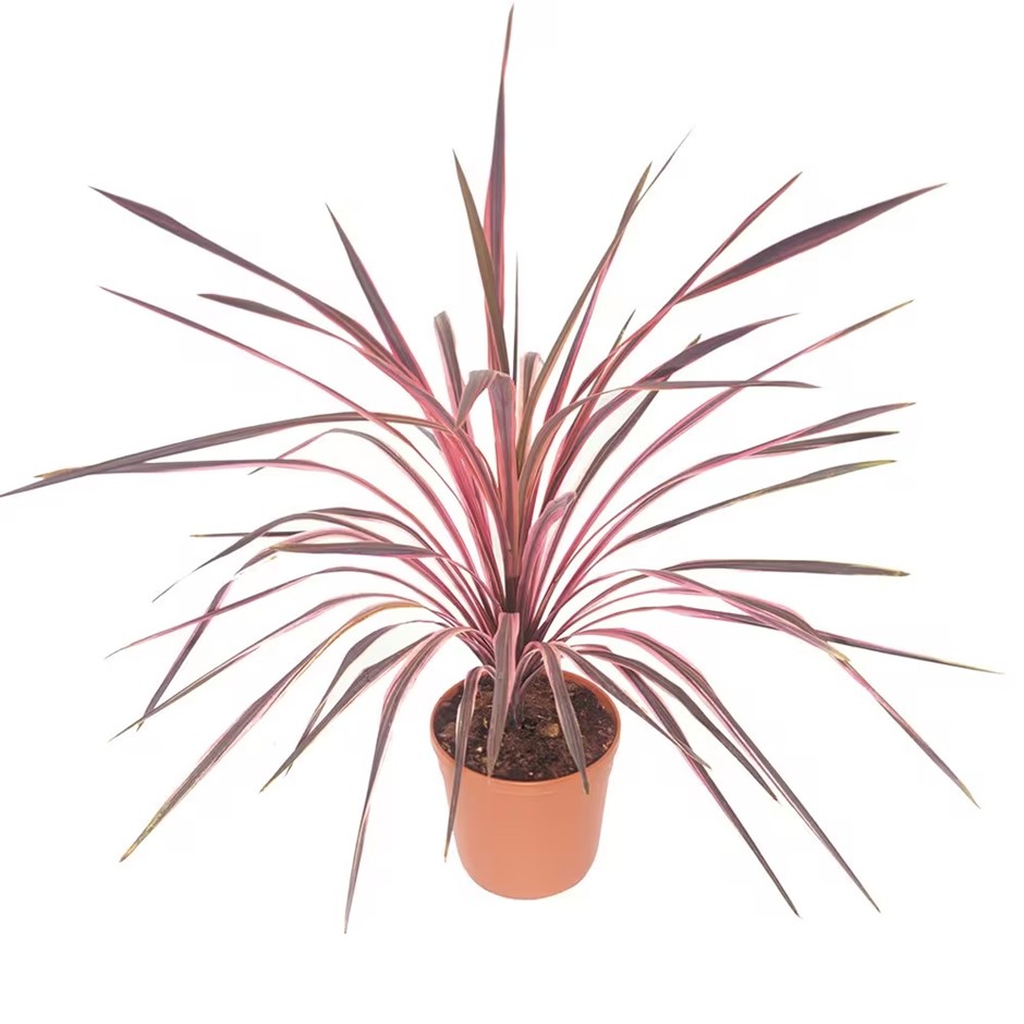 <i>Cordyline australis</i> 'Southern Splendour'