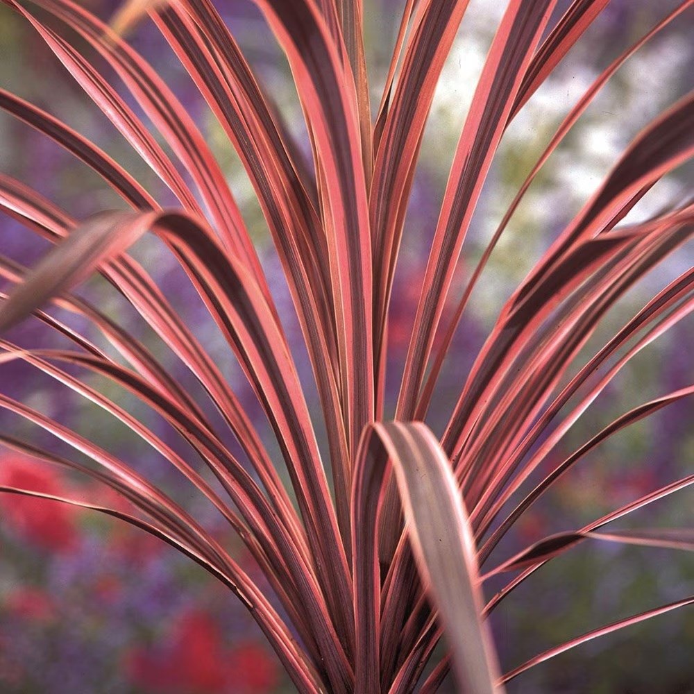 <i>Cordyline australis</i> 'Southern Splendour'