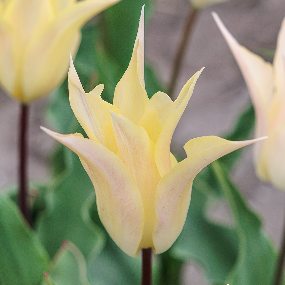 Tulipa Johan Cruijff | Lily Flowered Tulip