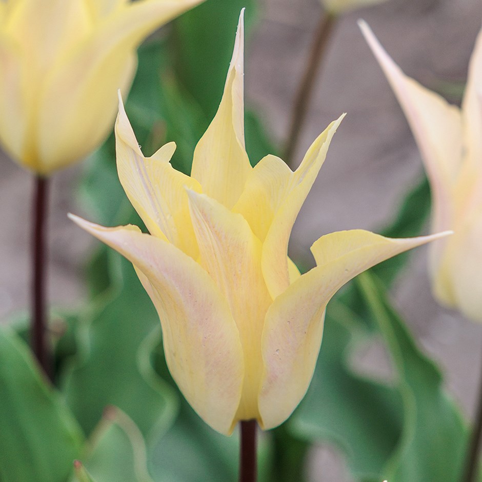 Tulipa Johan Cruijff | Lily Flowered Tulip