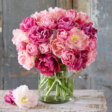 Double Pink Mixed Tulip Collection