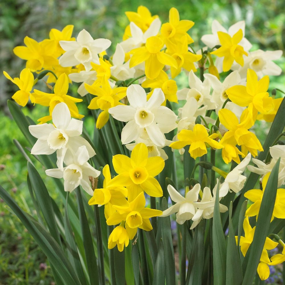 Sunlight & Starlight Daffodil Collection