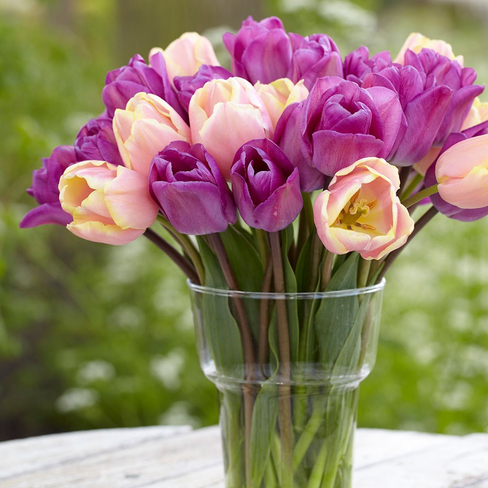 Purple & Peach Tulip Collection
