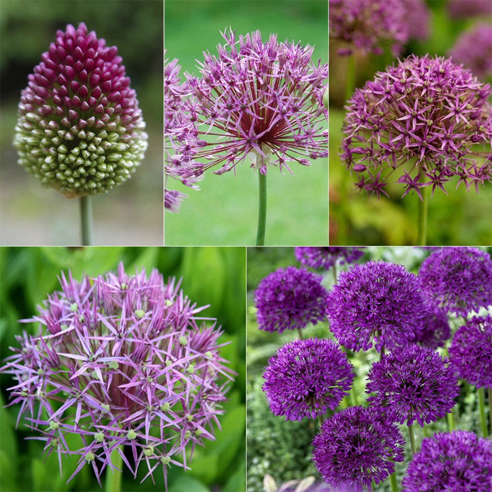 Award-Winning Allium Collection