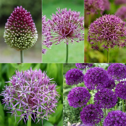Award-Winning Allium Collection | Rhs Agm Allium Collection