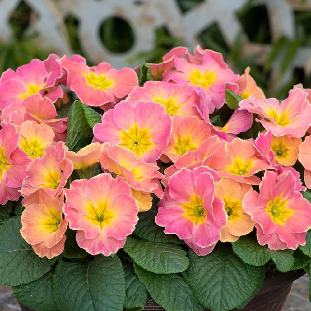 Primula Chameleon | Primrose