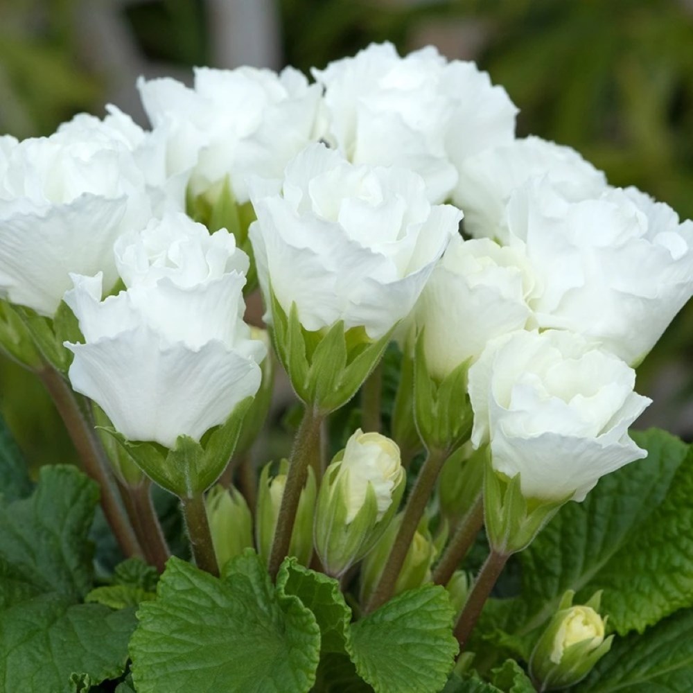 Primula Elle | Primrose
